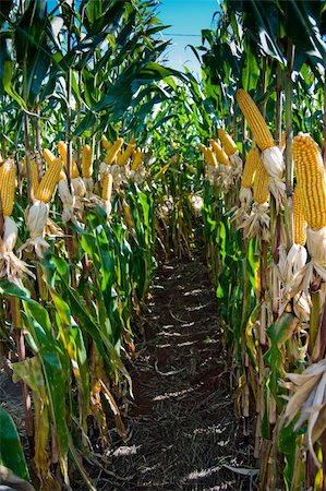 simsearch:400-05346566,k - The maize is one known cultivated cereal to a large extent of the world. The maize extensively is used as human food or animal ration, had to its nutricionais qualities. Photographie de stock - Aubaine LD & Abonnement, Code: 400-04847085