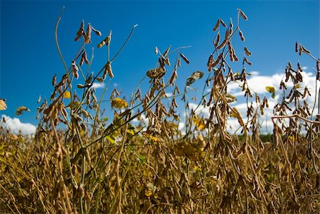 Soy is a rich grain in proteins, cultivated as food in such a way for human beings how much for animals. Stock Photo - Budget Royalty-Free & Subscription, Code: 400-04847082