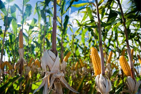 The maize is one known cultivated cereal to a large extent of the world. The maize extensively is used as human food or animal ration, had to its nutricionais qualities. Stock Photo - Budget Royalty-Free & Subscription, Code: 400-04847083