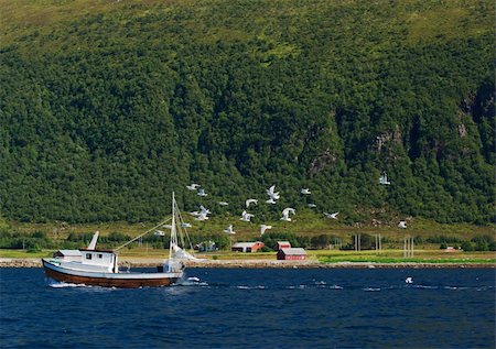 fiord gulls - Seagulls are chasing a small fisherboat in a Norwegian fjord Stock Photo - Budget Royalty-Free & Subscription, Code: 400-04847201