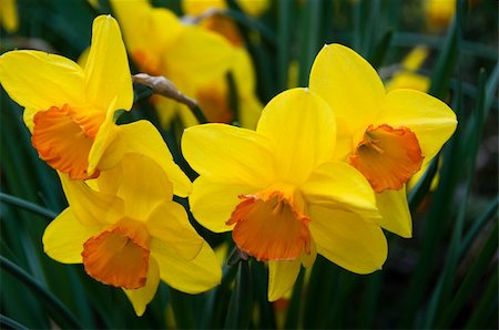 franky242 (artist) - Bright filled yellow daffodils growing in a cluster in spring Fotografie stock - Microstock e Abbonamento, Codice: 400-04847381