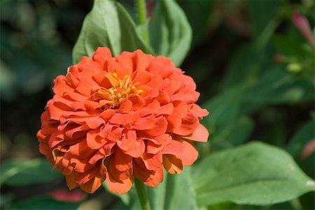 simsearch:400-04348779,k - Red flower in bloom in the middle of the summer Stockbilder - Microstock & Abonnement, Bildnummer: 400-04847447