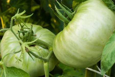 Green tomatoe in the garden between te leafs Stock Photo - Budget Royalty-Free & Subscription, Code: 400-04847460