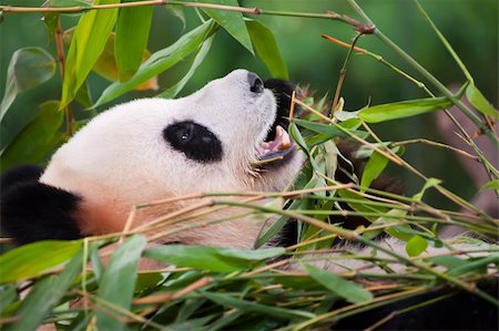 raywoo (artist) - A giant panda lying on the ground and eating bamboo Fotografie stock - Microstock e Abbonamento, Codice: 400-04847501
