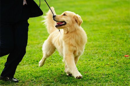 simsearch:400-05246924,k - Master playing with his little golden retriever dog on the lawn Stock Photo - Budget Royalty-Free & Subscription, Code: 400-04847502