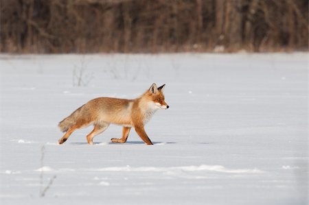 Fox on white snow Stock Photo - Budget Royalty-Free & Subscription, Code: 400-04847656