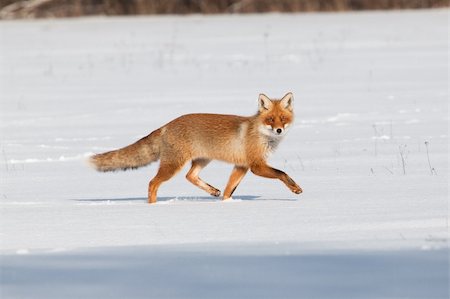 Fox on white snow Stock Photo - Budget Royalty-Free & Subscription, Code: 400-04847657
