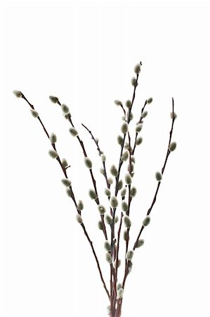 Willow twig isolated on the white background. Fotografie stock - Microstock e Abbonamento, Codice: 400-04847712