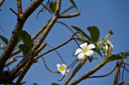 simsearch:400-05888865,k - The bush of white frangipani flowers over the blue sky. Foto de stock - Royalty-Free Super Valor e Assinatura, Número: 400-04847749