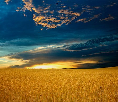 fields gold sunset - An image of a field with yellow rye Stock Photo - Budget Royalty-Free & Subscription, Code: 400-04847871