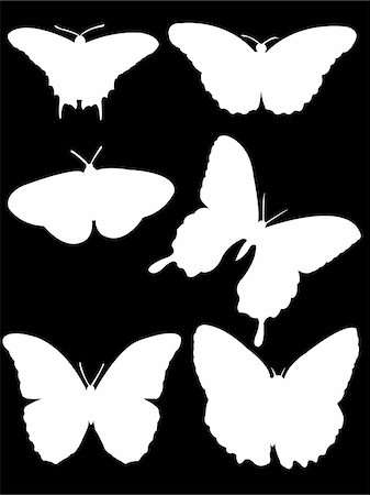 simsearch:400-06107863,k - white butterfly - vector Fotografie stock - Microstock e Abbonamento, Codice: 400-04847970