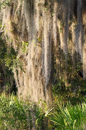 Spanish Moss (Tillandsia usneoides) grows thick in the forest of central Florida. Foto de stock - Super Valor sin royalties y Suscripción, Código: 400-04848013