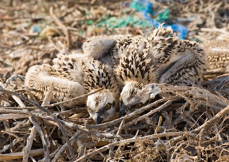 fischadler - Two young osprey chicks camouflaged in a nest Stockbilder - Microstock & Abonnement, Bildnummer: 400-04848207