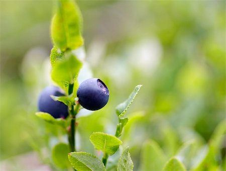 Close-up of the blueberry shrubs Photographie de stock - Aubaine LD & Abonnement, Code: 400-04848234