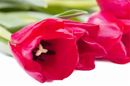 Closeup view of bunch of fresh red tulips Stock Photo - Budget Royalty-Free & Subscription, Code: 400-04848354