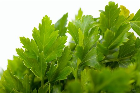 simsearch:400-04418942,k - Macro view of fresh green parsley leaves Stockbilder - Microstock & Abonnement, Bildnummer: 400-04848368