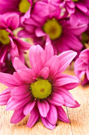 simsearch:400-06090390,k - Deep pink chrysanthemum flowers  - very shallow depth of field Photographie de stock - Aubaine LD & Abonnement, Code: 400-04848383