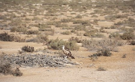 fischadler - Large Osprey perched on a nest on the ground Stockbilder - Microstock & Abonnement, Bildnummer: 400-04848748