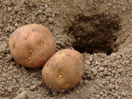 simsearch:400-05682396,k - potatoes with young tubers for planting into the ground Stock Photo - Budget Royalty-Free & Subscription, Code: 400-04849244