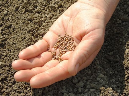 simsearch:400-05682396,k - hand with radish seeds ready to sowing Stock Photo - Budget Royalty-Free & Subscription, Code: 400-04849243