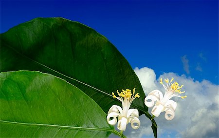 flowering lemon tree against the sky Stock Photo - Budget Royalty-Free & Subscription, Code: 400-04849493