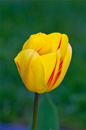 dutch tulip woman - Yellow Tulip with blured background view Photographie de stock - Aubaine LD & Abonnement, Code: 400-04849875