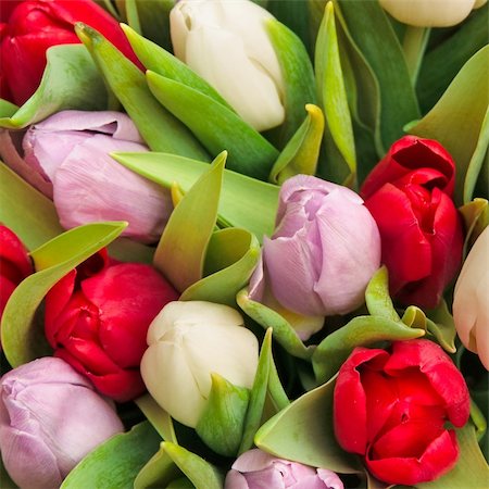 simsearch:400-04340566,k - beautiful bouquet of tulips, different colors Photographie de stock - Aubaine LD & Abonnement, Code: 400-04840066