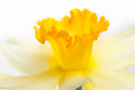 Detail of hyacinth yellow flower isolated on white background. Stock Photo - Budget Royalty-Free & Subscription, Code: 400-04840131