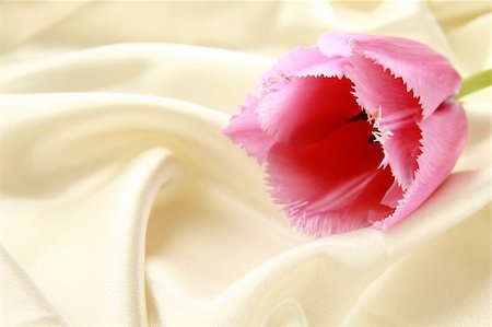 simsearch:400-07427493,k - pink purple tulip on a silk background Foto de stock - Royalty-Free Super Valor e Assinatura, Número: 400-04840231