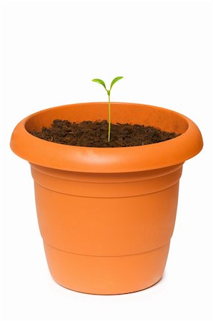 simsearch:400-04789618,k - Green saplings growing in the clay pot Foto de stock - Royalty-Free Super Valor e Assinatura, Número: 400-04840319