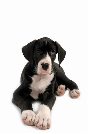simsearch:400-03979341,k - Resting great dane puppy on white background. Stock Photo - Budget Royalty-Free & Subscription, Code: 400-04840390