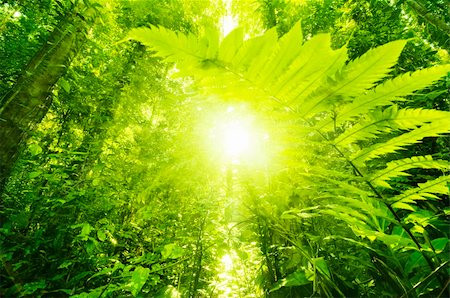 Sun shining into tropical forest, low angle view. Photographie de stock - Aubaine LD & Abonnement, Code: 400-04840604