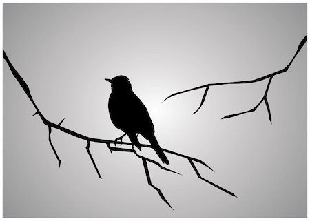 vector illustration of bird silhouette sitting on the branch Photographie de stock - Aubaine LD & Abonnement, Code: 400-04840619