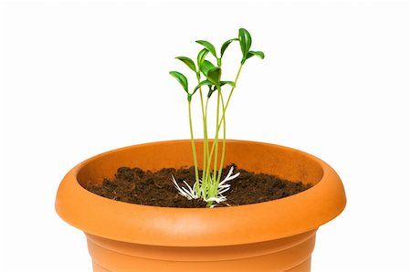 simsearch:400-04546828,k - Green saplings growing in the clay pot Stock Photo - Budget Royalty-Free & Subscription, Code: 400-04840663