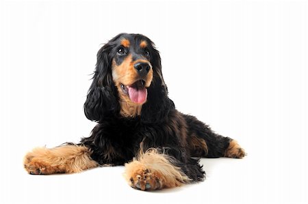 simsearch:400-05888313,k - portrait of a  purebred english cocker in a studio Photographie de stock - Aubaine LD & Abonnement, Code: 400-04840858