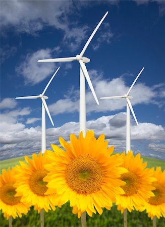 simsearch:400-04339274,k - Wind Turbines Against Dramatic Sky, Clouds and Bright Sunflowers in the Foreground. Fotografie stock - Microstock e Abbonamento, Codice: 400-04841383