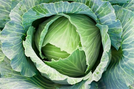 simsearch:400-05384796,k - green cabbage's head with leafs Stock Photo - Budget Royalty-Free & Subscription, Code: 400-04841651