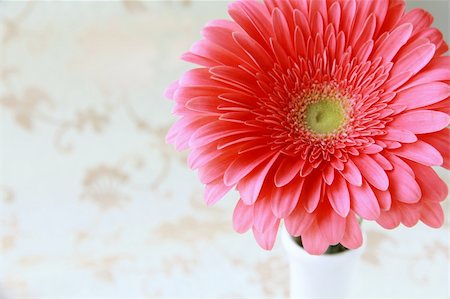 simsearch:400-05369226,k - Pink bright  Gerbera on a silk background Stock Photo - Budget Royalty-Free & Subscription, Code: 400-04842047