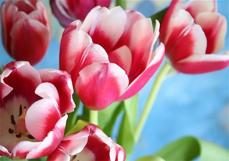 simsearch:400-04406240,k - Bouquet of the fresh pink tulips on the blue background Stock Photo - Budget Royalty-Free & Subscription, Code: 400-04842231