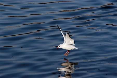 Shot of the flying gull - laughing gull Stock Photo - Budget Royalty-Free & Subscription, Code: 400-04842389