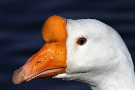 Chinese Goose look at you Photographie de stock - Aubaine LD & Abonnement, Code: 400-04842783