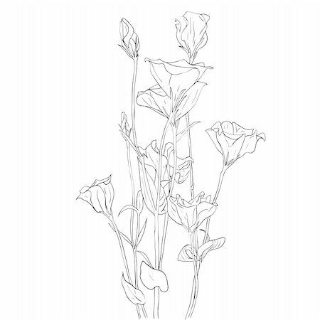 plant drawing decor - floral design element and hand-drawn , vector illustration Stock Photo - Budget Royalty-Free & Subscription, Code: 400-04842819
