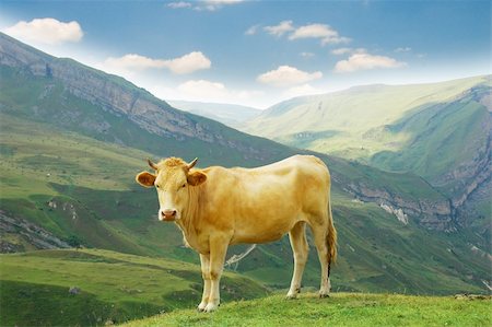 simsearch:400-07211149,k - Brown cow in the mountains during summer Stock Photo - Budget Royalty-Free & Subscription, Code: 400-04842865