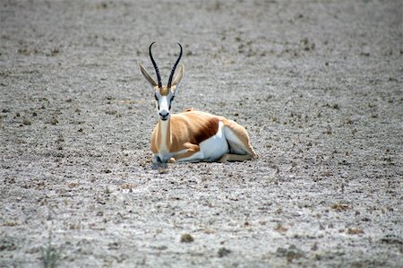 simsearch:400-07315408,k - Springbok at Ethosa National Park, Namibia. Stock Photo - Budget Royalty-Free & Subscription, Code: 400-04842963