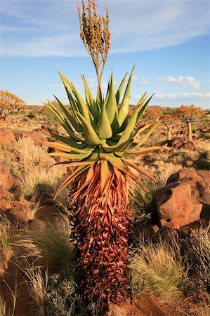 simsearch:400-04470445,k - The quiver tree or Aloe dichotoma is probably the best known aloe found in South Africa and Namibia. Stockbilder - Microstock & Abonnement, Bildnummer: 400-04842973