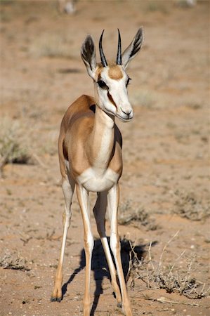 simsearch:400-06521553,k - Baby Springbok in the Kalahari desert Stock Photo - Budget Royalty-Free & Subscription, Code: 400-04842984