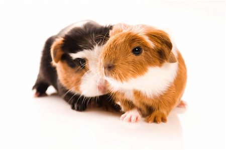 simsearch:400-05321831,k - baby guinea pigs Stock Photo - Budget Royalty-Free & Subscription, Code: 400-04843065