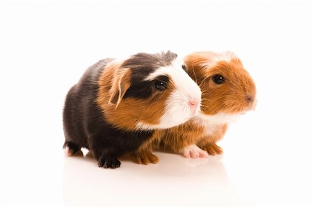 baby guinea pigs Stock Photo - Budget Royalty-Free & Subscription, Code: 400-04843067