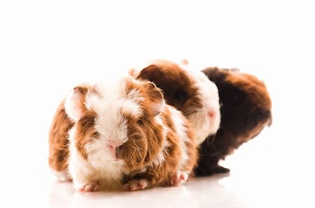 baby guinea pigs Stock Photo - Budget Royalty-Free & Subscription, Code: 400-04843069