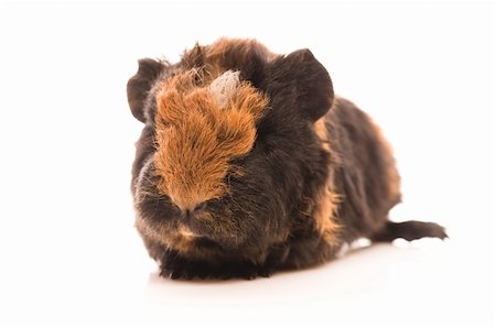 baby guinea pig Stock Photo - Budget Royalty-Free & Subscription, Code: 400-04843071